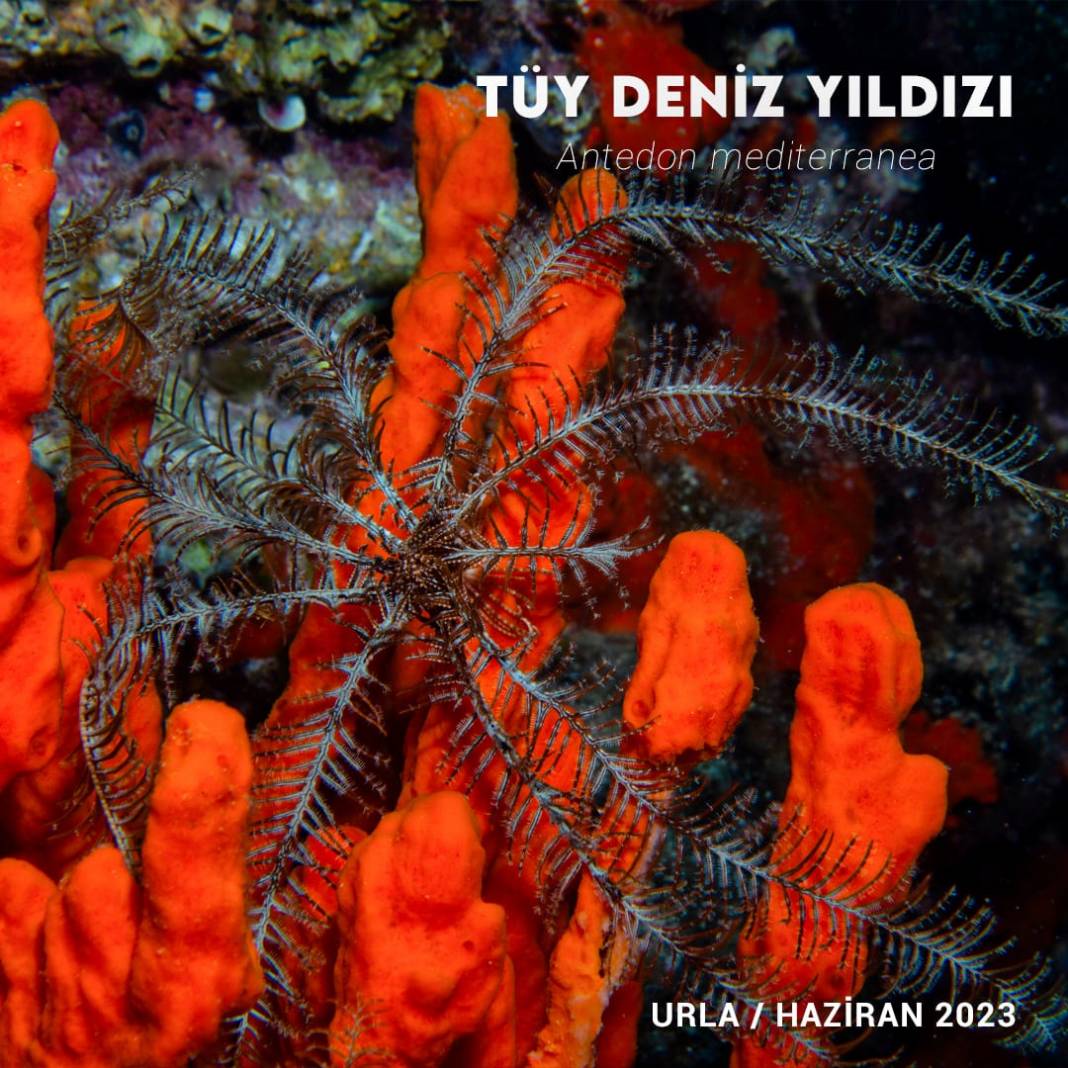 İzmir Körfezinde Biyolojik Çeşitlilik İzleme Çalışmaları Başlıyor 5